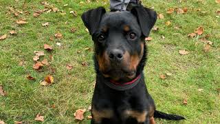 Romeo the Rottweiler 4 months old training by GS-K9 Academy  117 views 3 years ago 2 minutes, 29 seconds
