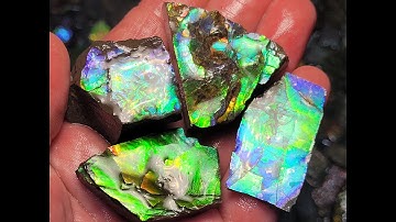 Raw and unstabilized Alberta Ammolite with Fossil Dad!