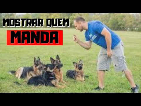 Vídeo: Dominando os sinais de mão do treinamento do cão