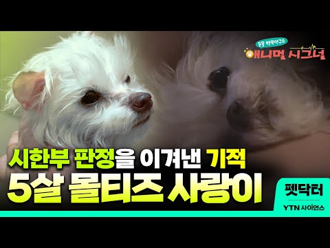 선천적 심장병 <strong>PDA를</strong> 버텨낸 사랑이. 기적같은 하루하루 [펫닥터]  / YTN 사이언스