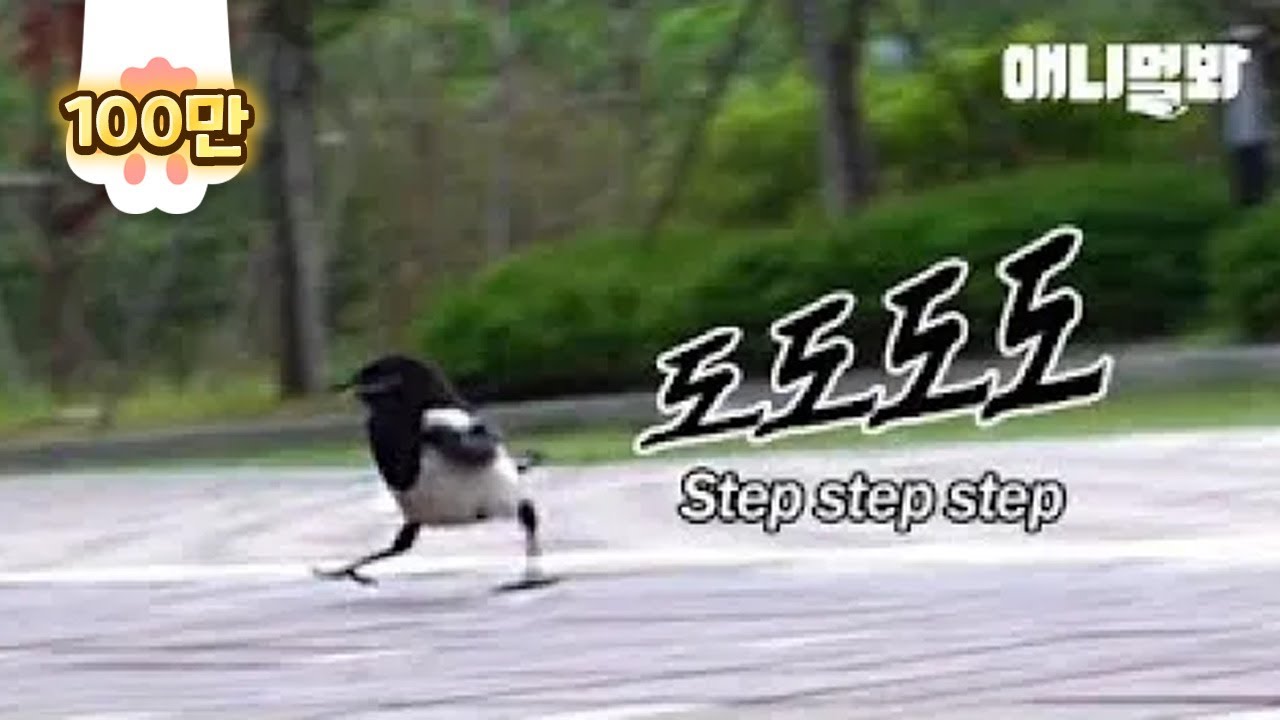 자기랑 친한 할아버지가 놀이터에 나타나자 까치발로 뛰어가는 아기 까치ㅋㅋㅣGrandpa Became A BF To A Magpie Who's Always Been Alone