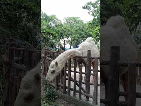 Seru bgt disini hisaa feeding animal # #nafishaqiandra #kebunbinatang