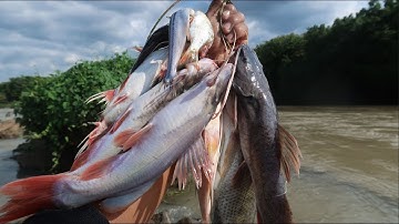 Phối Mồi Câu Cá Sông Hiệu Quả Nhất - Đơn Giản - Hiệu Quả Cao Câu Được Tất Cả Các Loại Cá