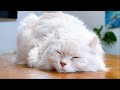 お腹がすいたら終わる生配信