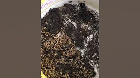 Gián Đất - mồi câu cá cực nhậy