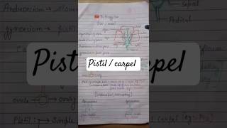 pistil and carpel | sexual reproduction in flowering plants #biology #cbse12thbiology #neet #flowers