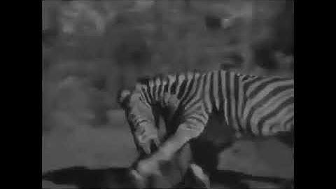 Zebra Kicks Lion in the Head