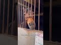 You Won’t Stop Grinning At These American Horse Bloopers#USRanchLife #WesternHorseComedy
