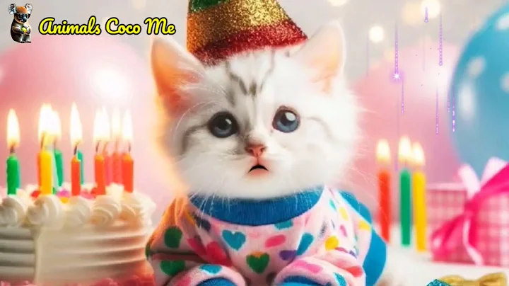 Video 7025511: american bengal, bengal kitten white, happy bengal, cat cute adorable