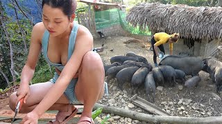 Raising Fish Fingerlings In Ponds  Rebuild Pig Herd  Farm Life