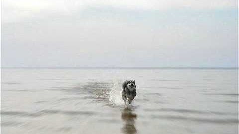 An Amazing Video [from www.metacafe.com].wmv