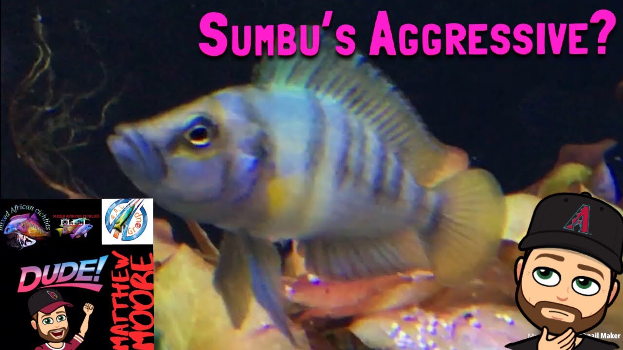 awesome oscillator Sumbu dwarfs with shell dwellers?