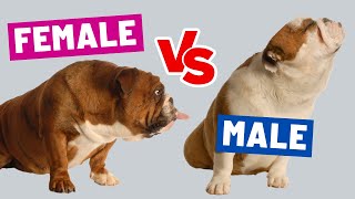 The CRUCIAL Differences Between MALE \& FEMALE Dogs