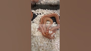 Thumbnail of Really nice corn snakes 🐍 😱#shorts #snake #youtube #video #animals #music #foryou
