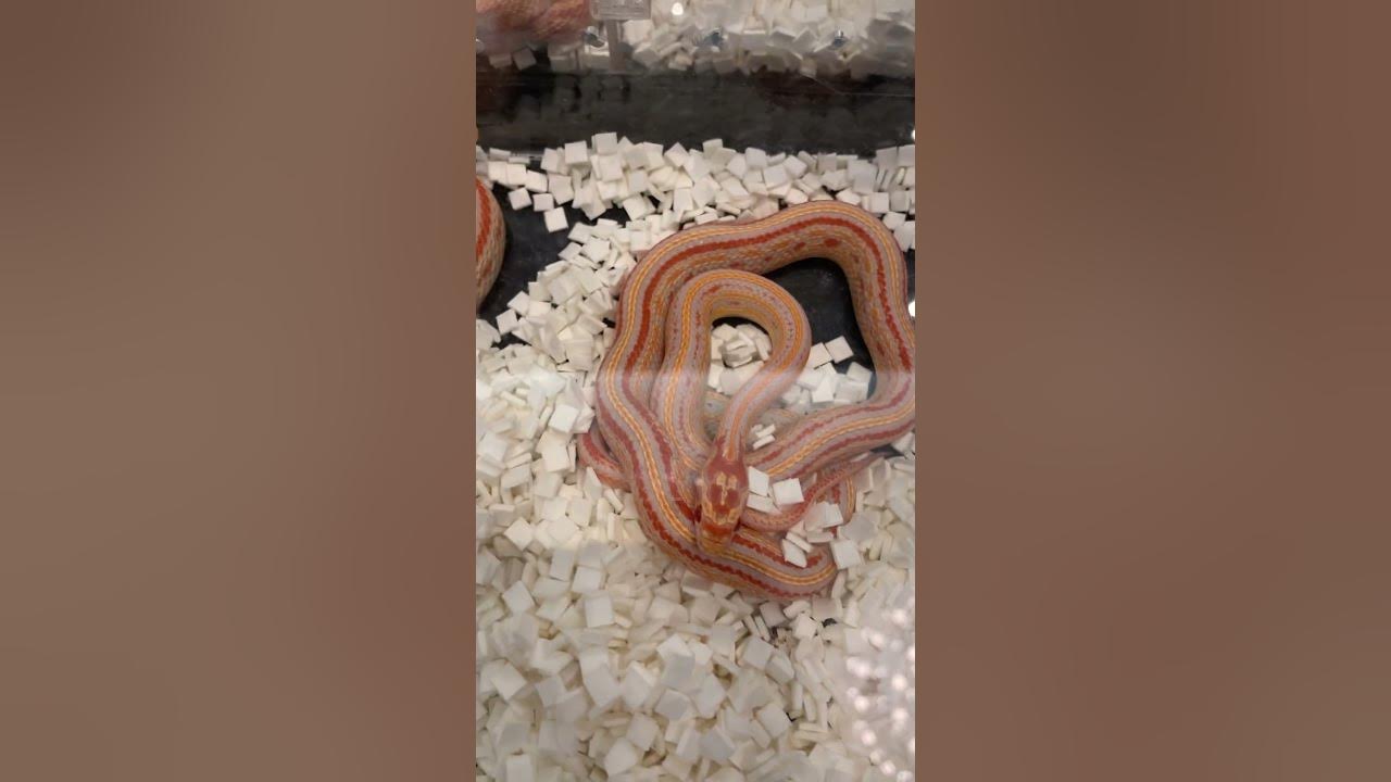 Really nice corn snakes 🐍 😱#shorts #snake #youtube #video #animals #music #foryou