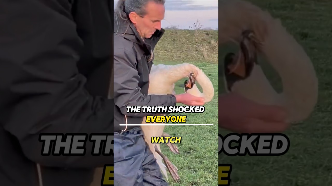 Everyone Thought He Hurt It#Swan #Animals #Rescue