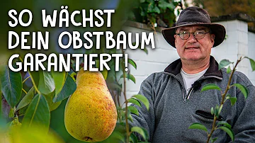 Welche Unterlage für Birnbaum?