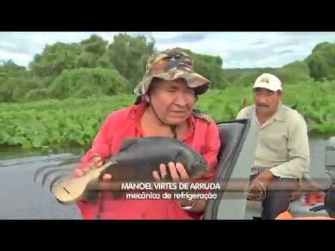 Adriano Soares repórter, passeio de chalana no pantanal (parte 02) pantaneiro cattle