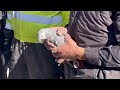 دوای ٦٢ كاتژمێر ڕزگار كردنی باڵندەیەكی ماڵی لە ماڵی پێشڕەو دزەیی