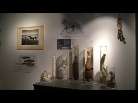 Video: Guía Completa del Museo Nacional de Islandia