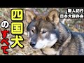 四国犬ってどんな生き物？【職人紀行：日本犬保存会】