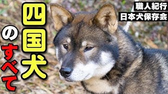四国犬 Youtube