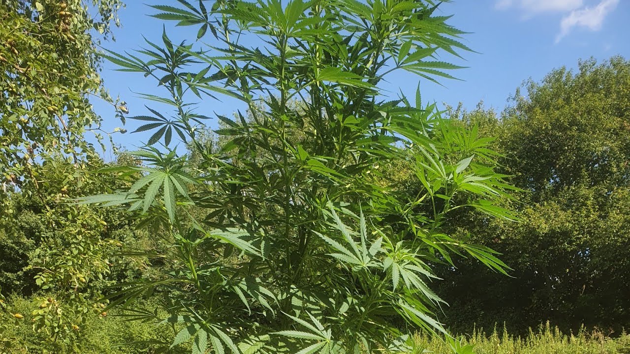 Demystifying Cannabis (Ep2), Great Spots for Guerilla Growing UK. Choose wisely fellow grower✊🏽