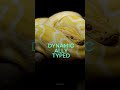 What is Python? 🐍 Explained in 60 Seconds! #programming