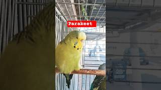 Periquito budgies ( Parakeet  )