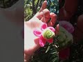 Ganci Bunga