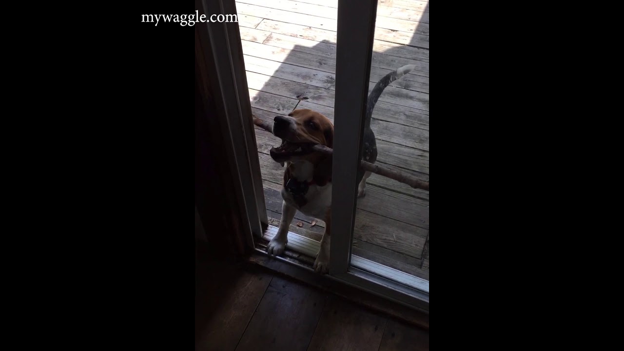 Dog stuck at the door with a big stick - YouTube