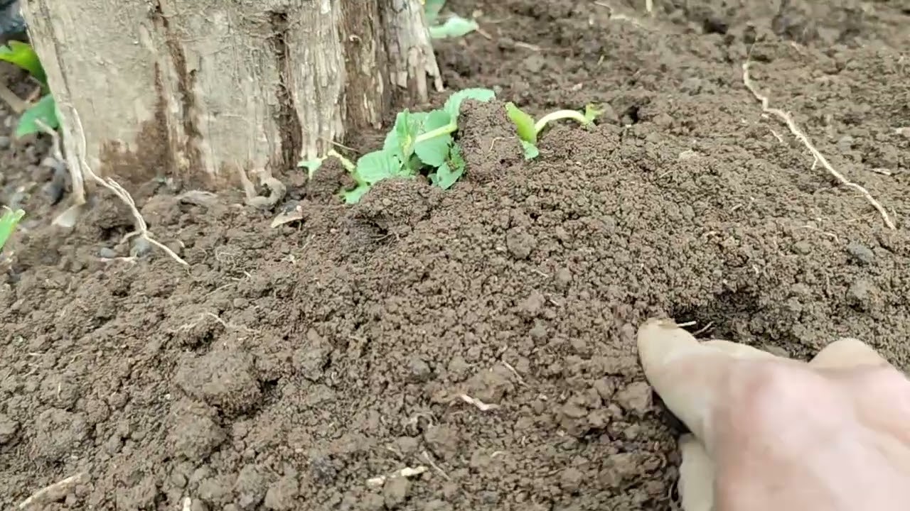 CARA MUDAH TANAM PORANG