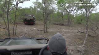 Baboon chases young leopard on Safari Live Oct 18