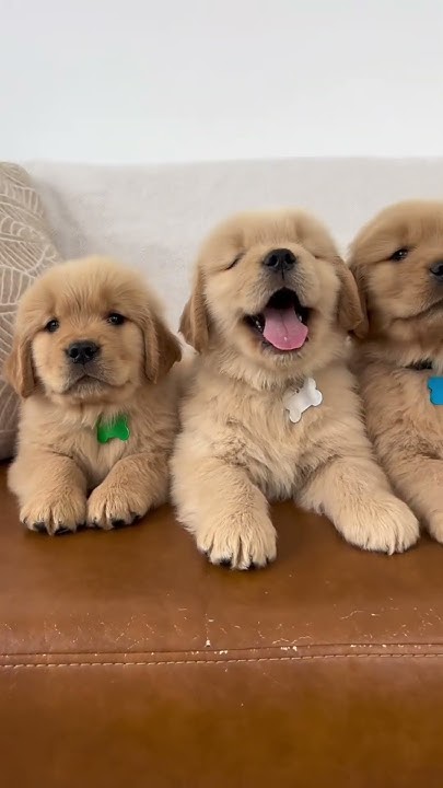 Những loài chó được nuôi nhiều nhất thế giới #chó #pet #thucung # ...