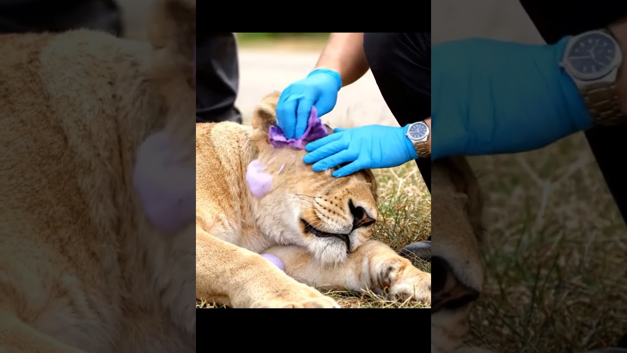 🎥 Caught on Camera! Brave Team Rescues Lion from Giant Anaconda