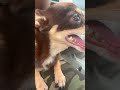 He all like what the hell #trending #doglove #foryou #support #dogfans #dogsworld #doggys #peace