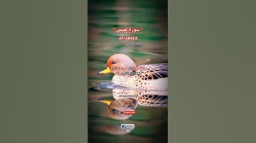 Abasa ( He frowned ) - سورة عبس | Urdu,Arab,Eng| اردو ترجمہ #islam #urdu #quran