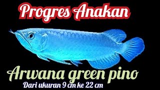 #Arwanagreenpino #Arwanaindonesia  Progres anakan arwana green pino dari ukuran 9 Cm ke 22 Cm