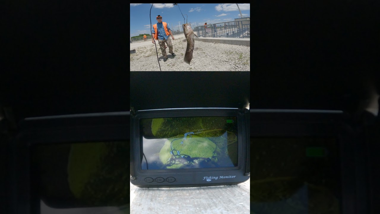 strange catfish caught on live underwater camera