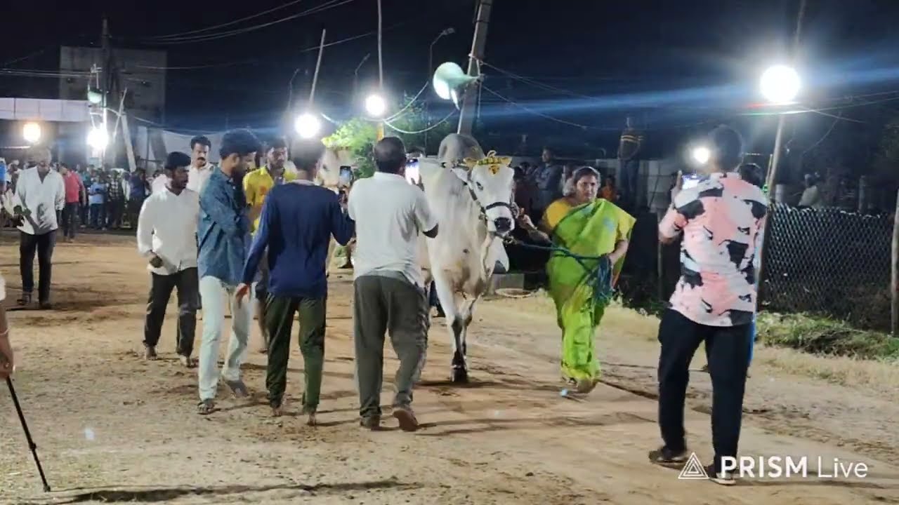 ప్రత్తిపాడు గ్రామం||జూనియర్స్ విభాగం 12వ జత RK BULLS సమరసింహ & జయసింహ 2-9-2025💥💥