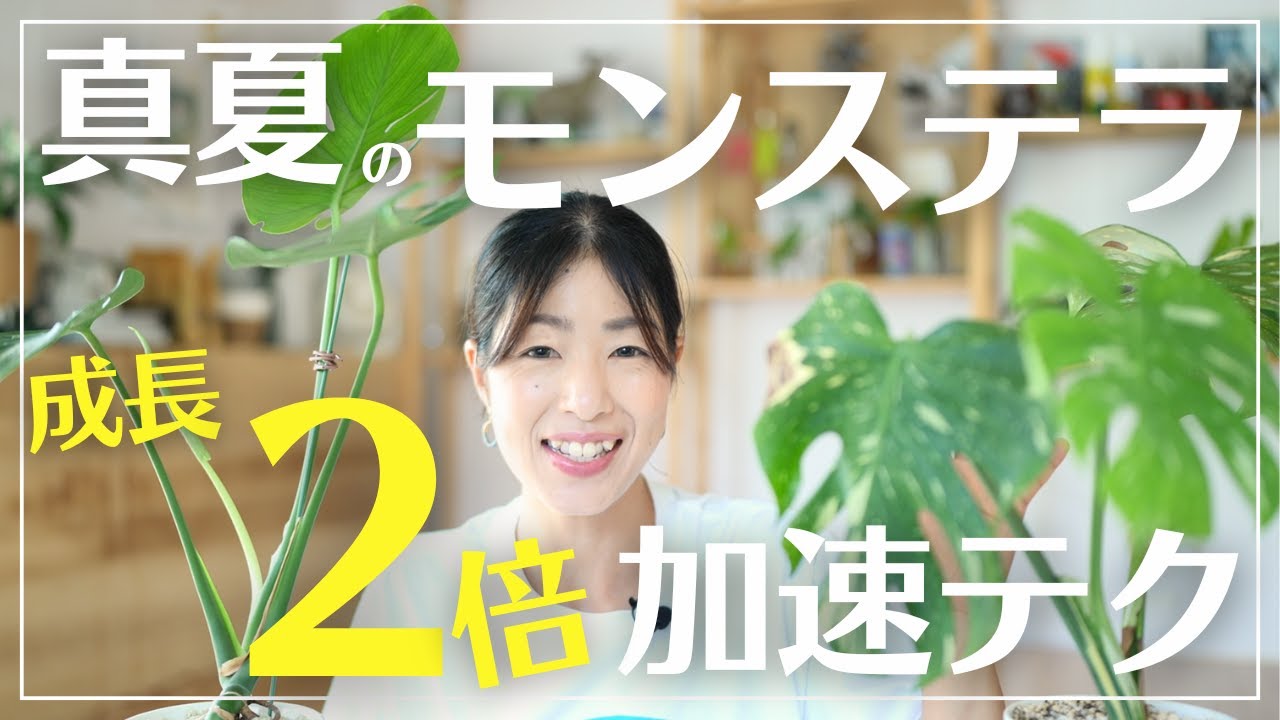 【真夏のモンステラ管理術】知って得する育成講座～真夏編～