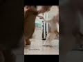 two small tinies 😀❤️ #shortviral #funnycats #relatablecomedy #catreacts