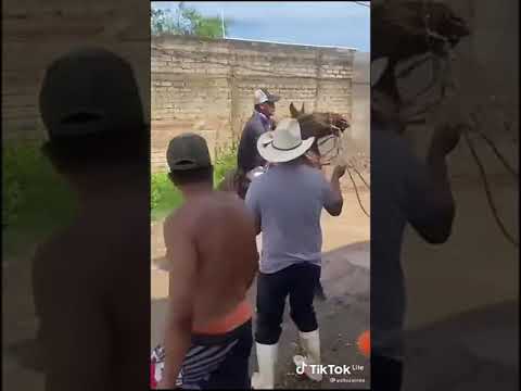 Video: ¿Patear un caballo les duele?