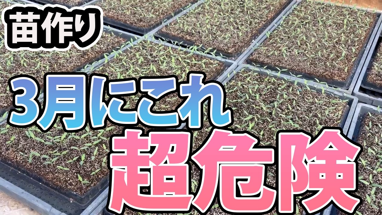 【苗作り】絶対見て。３月によくある失敗はこれです。