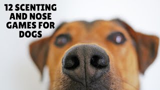 3 Easy Scenting Games For Dogs