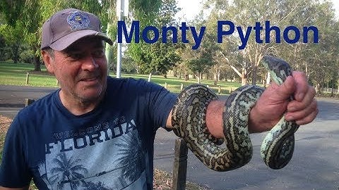 Carpet python in Queensland