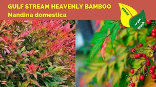 Gulf Stream Heavenly Bamboo | Nandina domestica