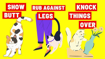 De echte betekenis achter de 10 vreemdste kattengedragingen uitgelegd