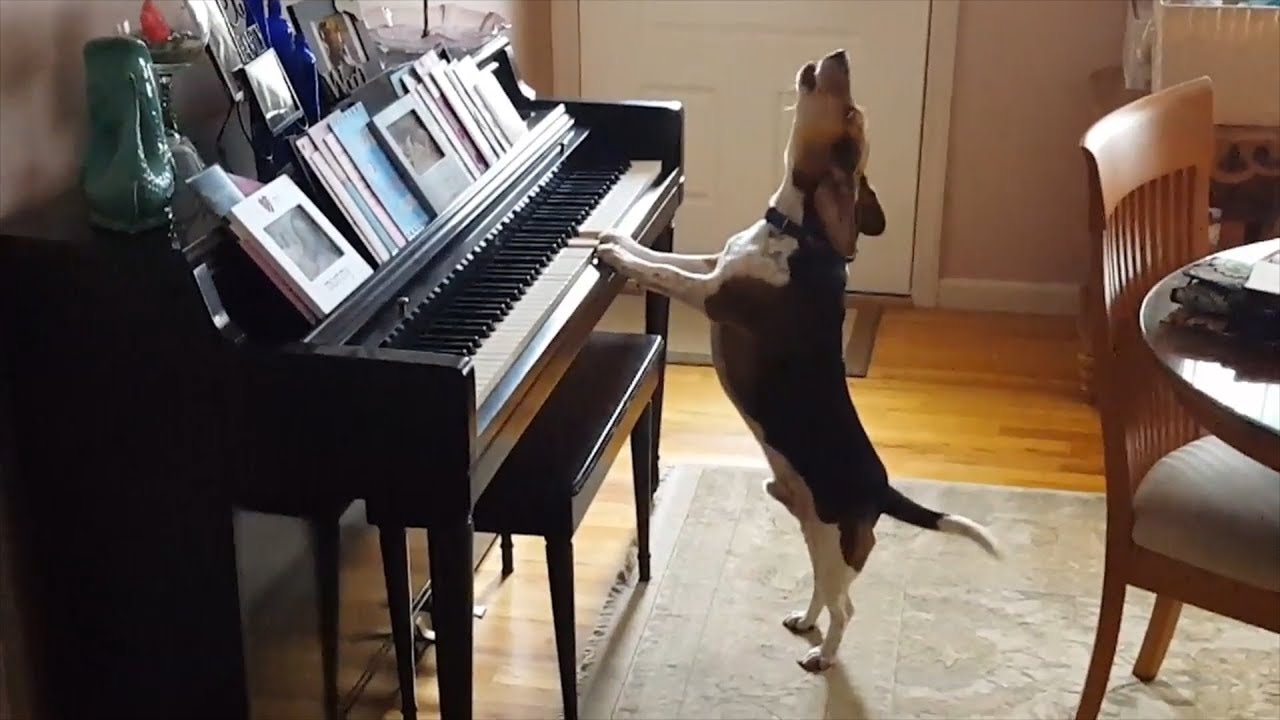 why does my dog howl when i play piano