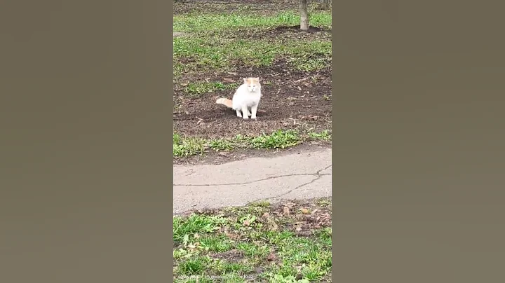 Котик сделал свое дело - котик может уходить ) #оле7 #cats #cat #котофейка #ластёна #животные #юмор